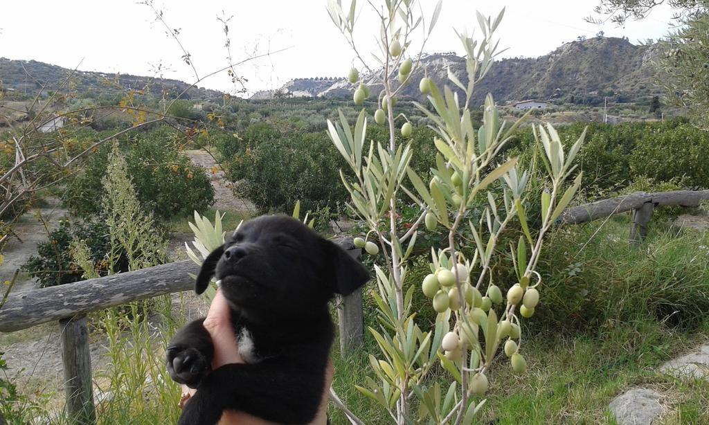 Rio Rosa Βίλα Bova Marina Εξωτερικό φωτογραφία