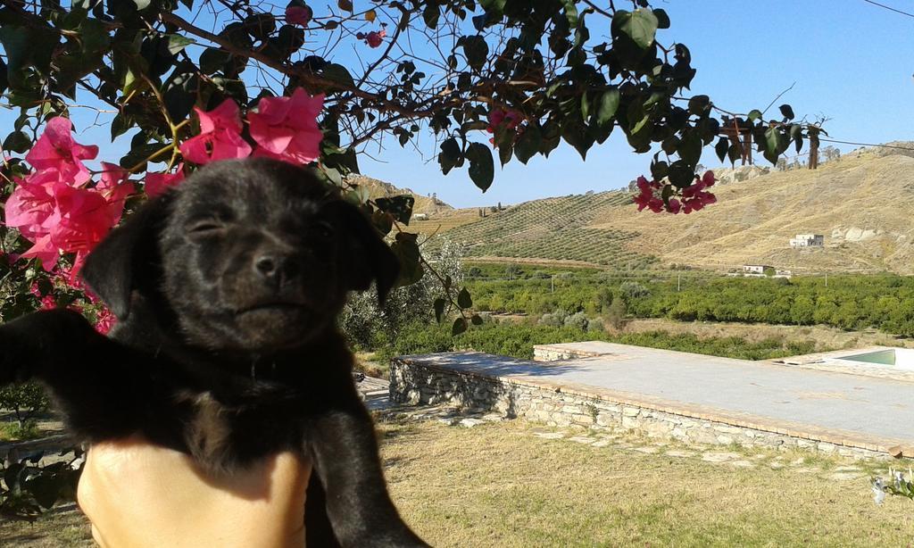 Rio Rosa Βίλα Bova Marina Εξωτερικό φωτογραφία
